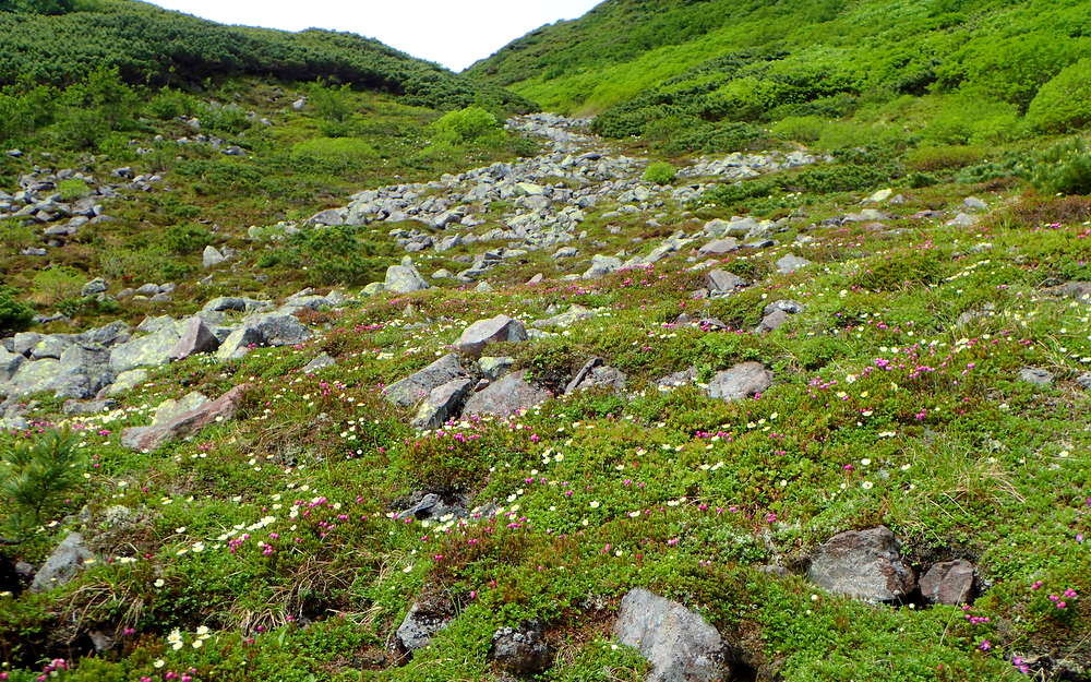 幻の百名山 ニペソツ山と石狩岳 - 画像 (5)