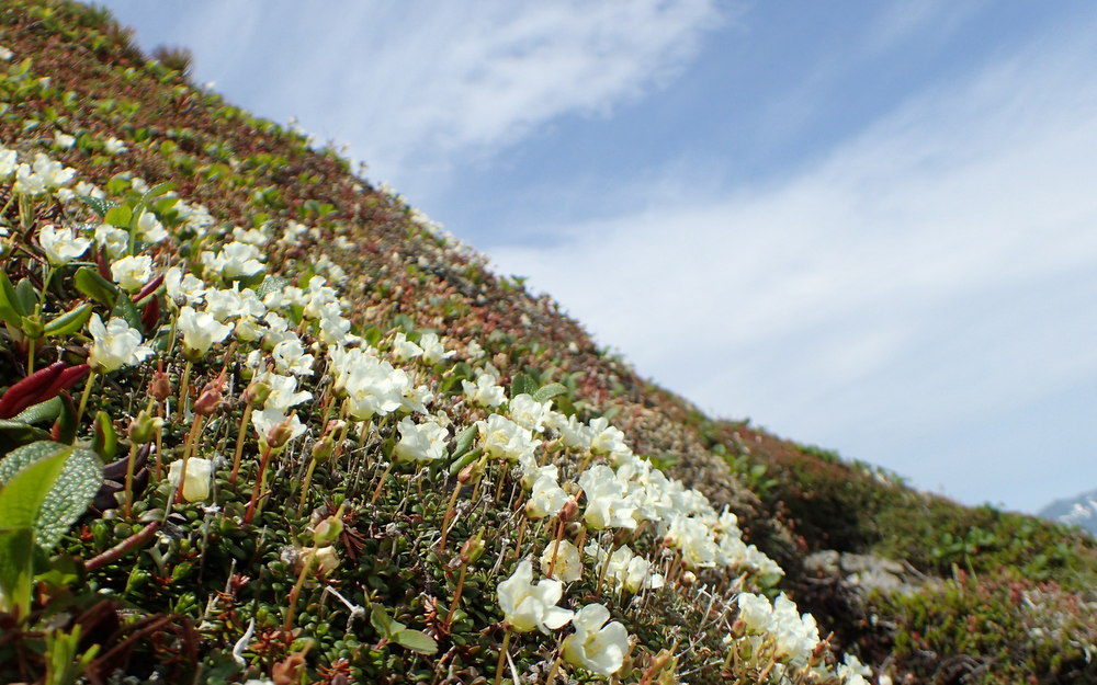 幻の百名山 ニペソツ山と石狩岳 - 画像 (7)