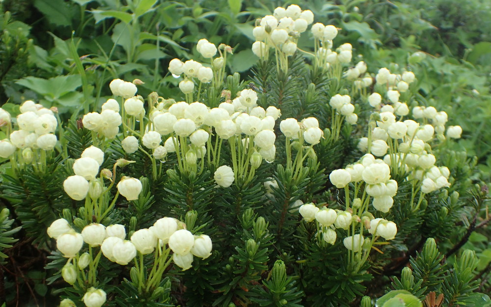 カムイエクウチカウシ山 - 画像 (4)